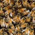 bienen-in-der-wand