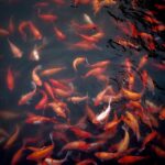 goldfische-im-teich-ohne-pumpe