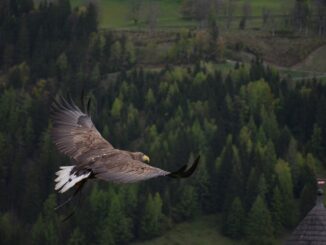 raubvogel-greifvoegel