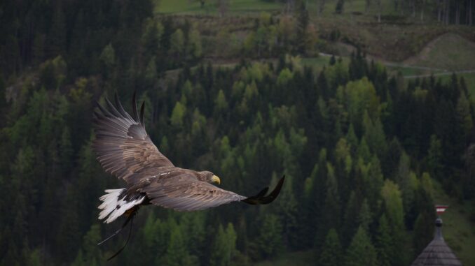 raubvogel-greifvoegel