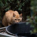 wilde-junge-katze