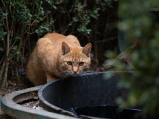 wilde-junge-katze