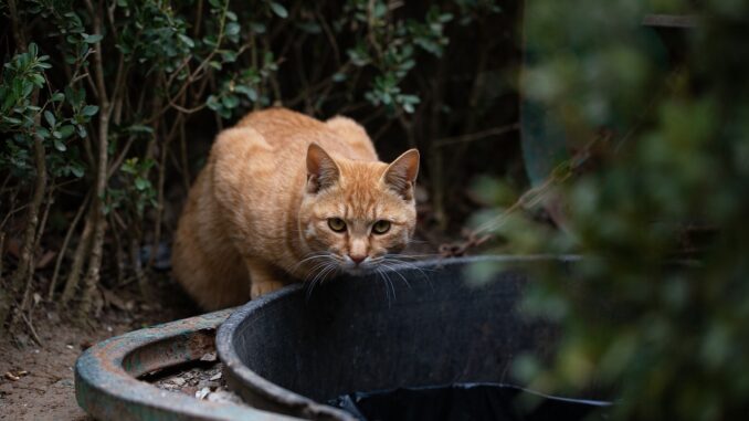 wilde-junge-katze