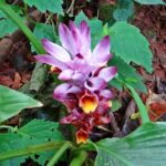 Curcuma-Pflanze