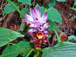 Curcuma-Pflanze