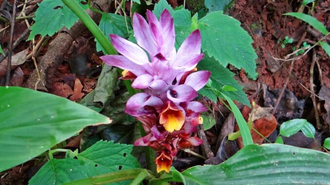 Curcuma-Pflanze