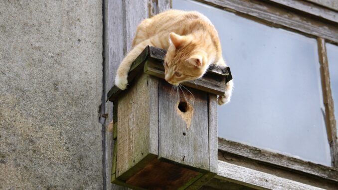 Vogelhaus wird nicht angenommen – Was tun?