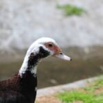 die-ente-als-haustier-halten