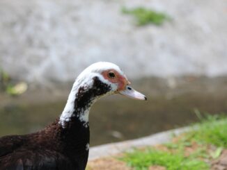 die-ente-als-haustier-halten