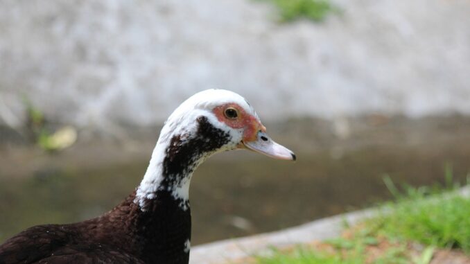 die-ente-als-haustier-halten