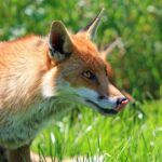 Fuchs Vergrämungsmittel