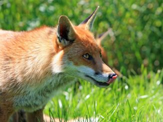 Fuchs Vergrämungsmittel