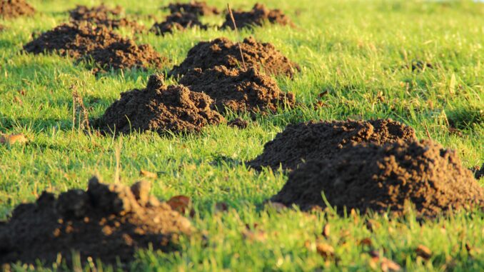 Maulwurffalle Testsieger