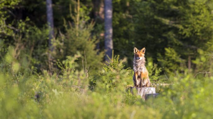 Fuchs Vergrämungsmittel