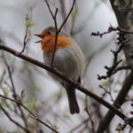 Singvögel in Deutschland bestimmen