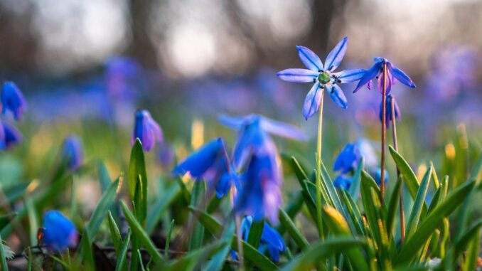 Blumenzwiebelpflanzer 