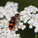 buntkaefer