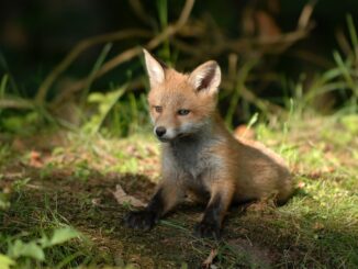 fuchsfalle-bauen-oder-kaufen