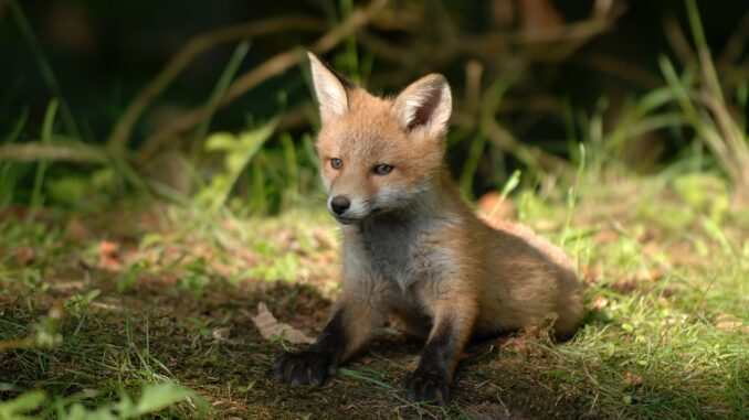 fuchsfalle-bauen-oder-kaufen