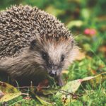 igel-im-wald