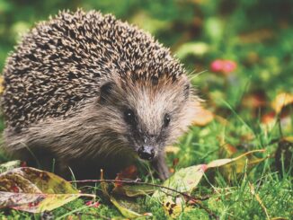 igel-im-wald