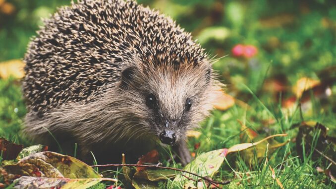 igel-im-wald