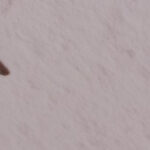 speckkaefer-larve-wand-bett