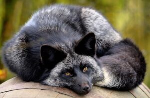 Rotfuchs Variante Silberfuchs