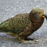 Die 10 spannendsten Tiere in Neuseeland