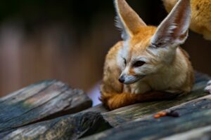 Fennek Wüstenfuchs