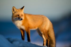 Fuchsarten: Rotfuchs Aussehen