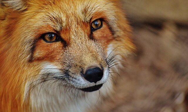 red-fox-1310826_640-titelbild