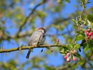 fauna, wildlife, earthdaycontest, spatz, vogel, vogelkunde, spezies, tier, schnabel, tierwelt, haussperling, natur, vogelbeobachtung, baum, garten, singvogel, gefieder, frühling, sperling, hausspatz, sitzend, apfelbaum, apfelblüte, zweig