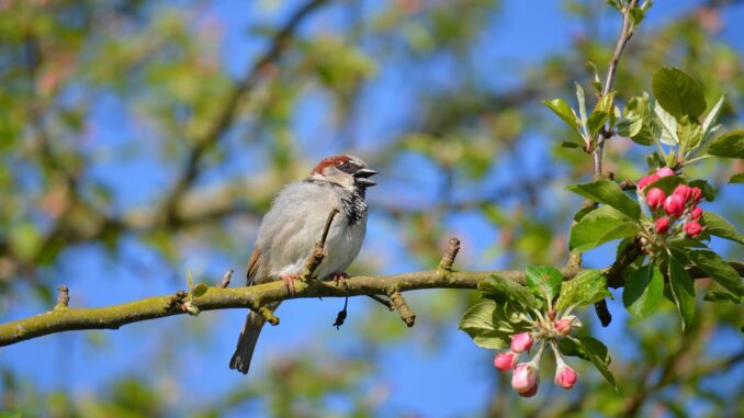 fauna, wildlife, earthdaycontest, spatz, vogel, vogelkunde, spezies, tier, schnabel, tierwelt, haussperling, natur, vogelbeobachtung, baum, garten, singvogel, gefieder, frühling, sperling, hausspatz, sitzend, apfelbaum, apfelblüte, zweig