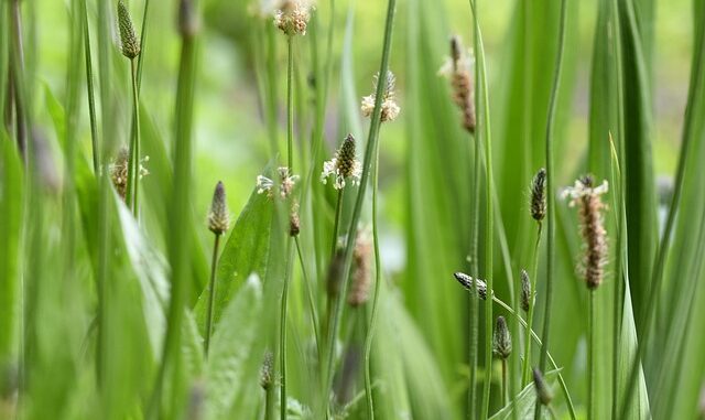 grass-7261539_640 Spitzwegerich Verwechslungsgefahr
