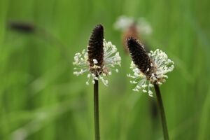Spitzwegerich Blüte