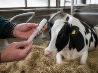 Milchfieber vorbeugen: Wann und wie Sie einen Calcium Bolus optimal einsetzen